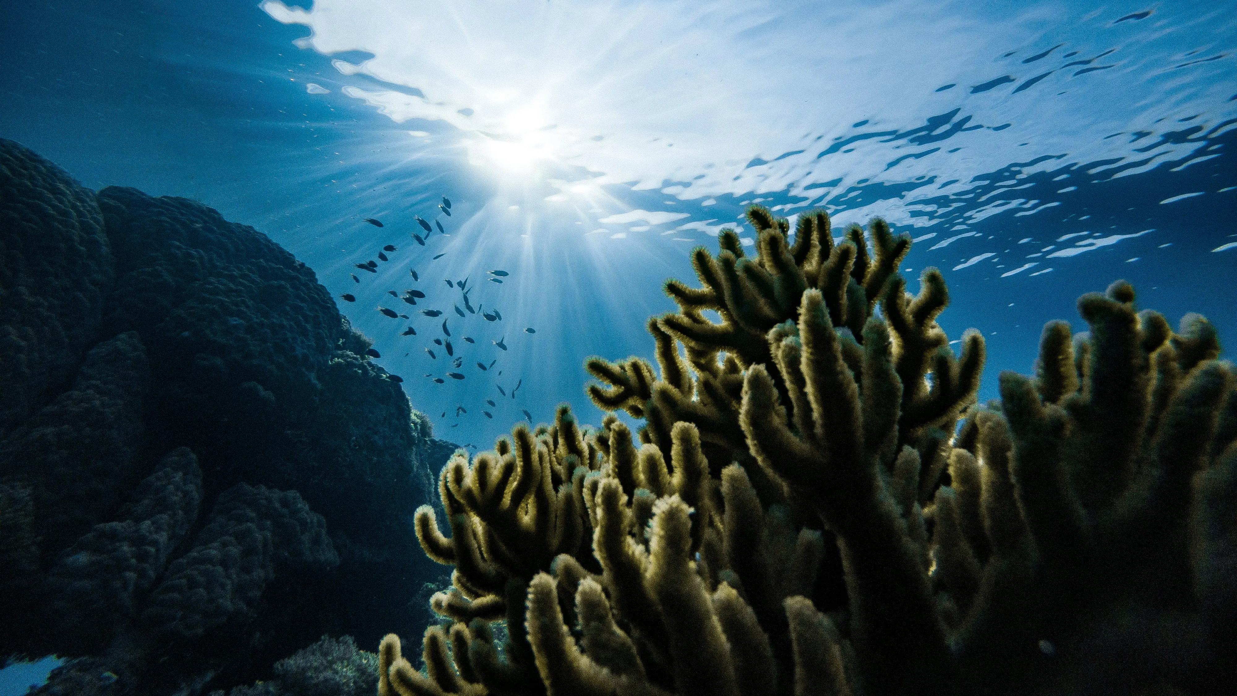 Imagen debajo del agua mostrando una estrella de mar